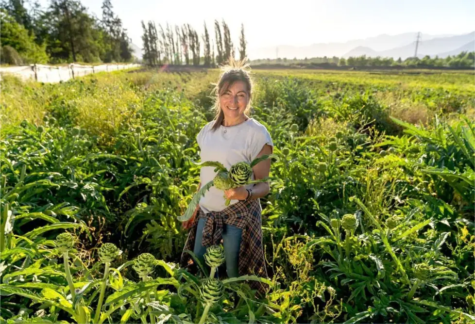 Leslie en el campo de alcachofas