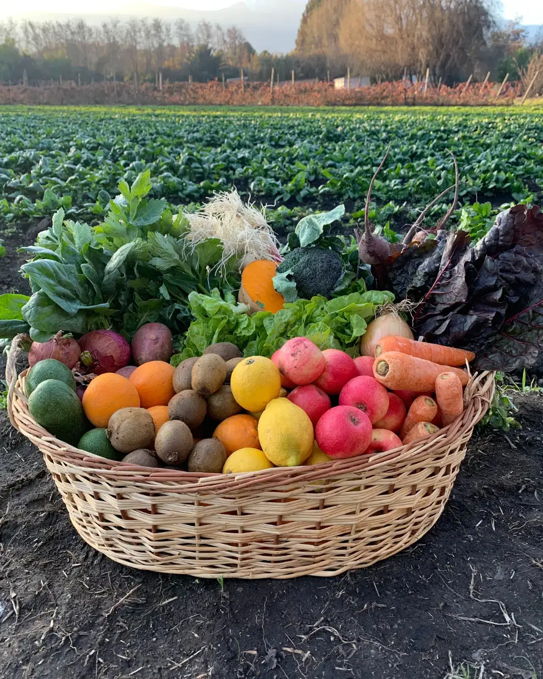 Canasta de frutas y verduras