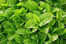 Menta Melisa Atado