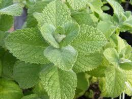 Menta Peluda Atado