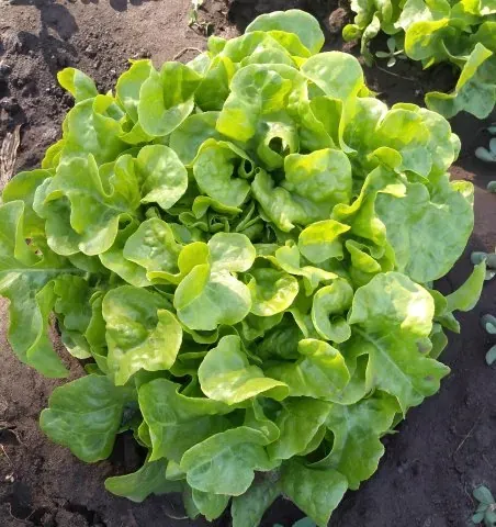 Lechuga Marina (unidad)