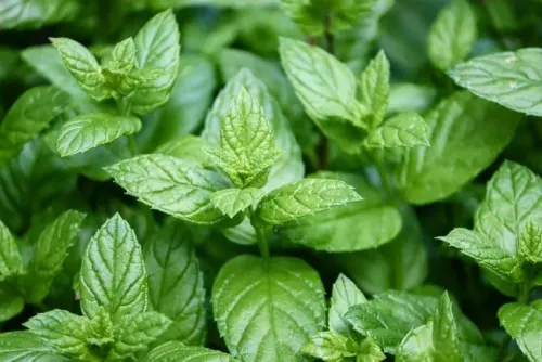 Menta Mojito (Atado)