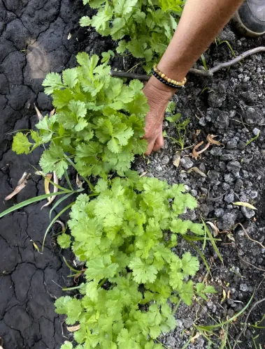 Cilantro (Atado)