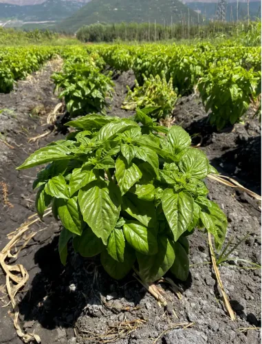 Albahaca 100 gramos