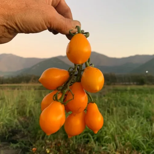 TOMATE CHERRY AMARILLO 500 GR