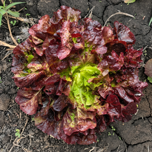 Lechuga Marinas Roja