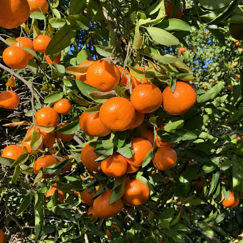 Mandarinas 3 kilos
