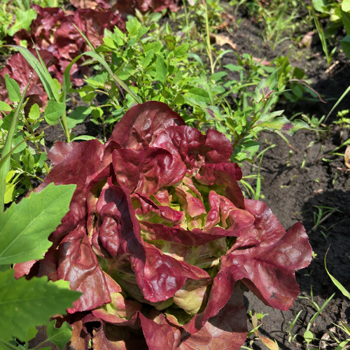 Lechuga Española Roja