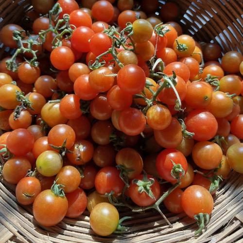 Tomate Cherry 500 gr