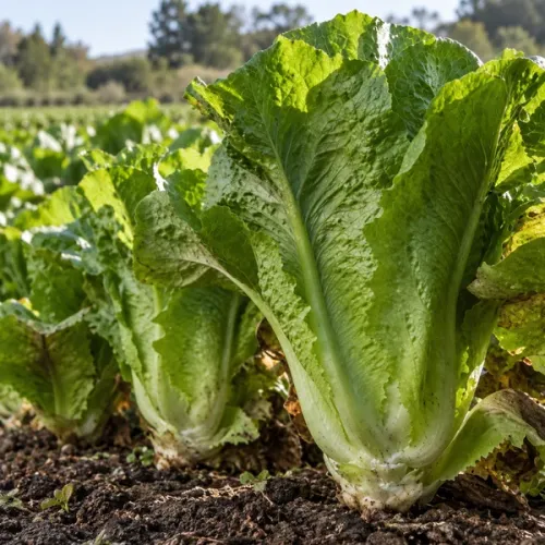 Lechuga Costina (Unidad)