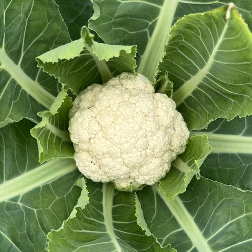 Coliflor (unidad)