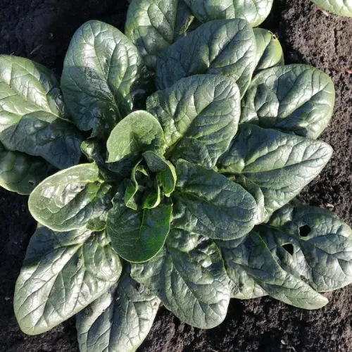 Espinacas (200 gramos)