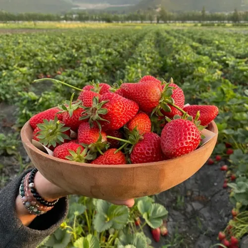 Frutillas (500 gr)