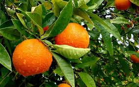 Naranjas  (Kilo) Depurativa