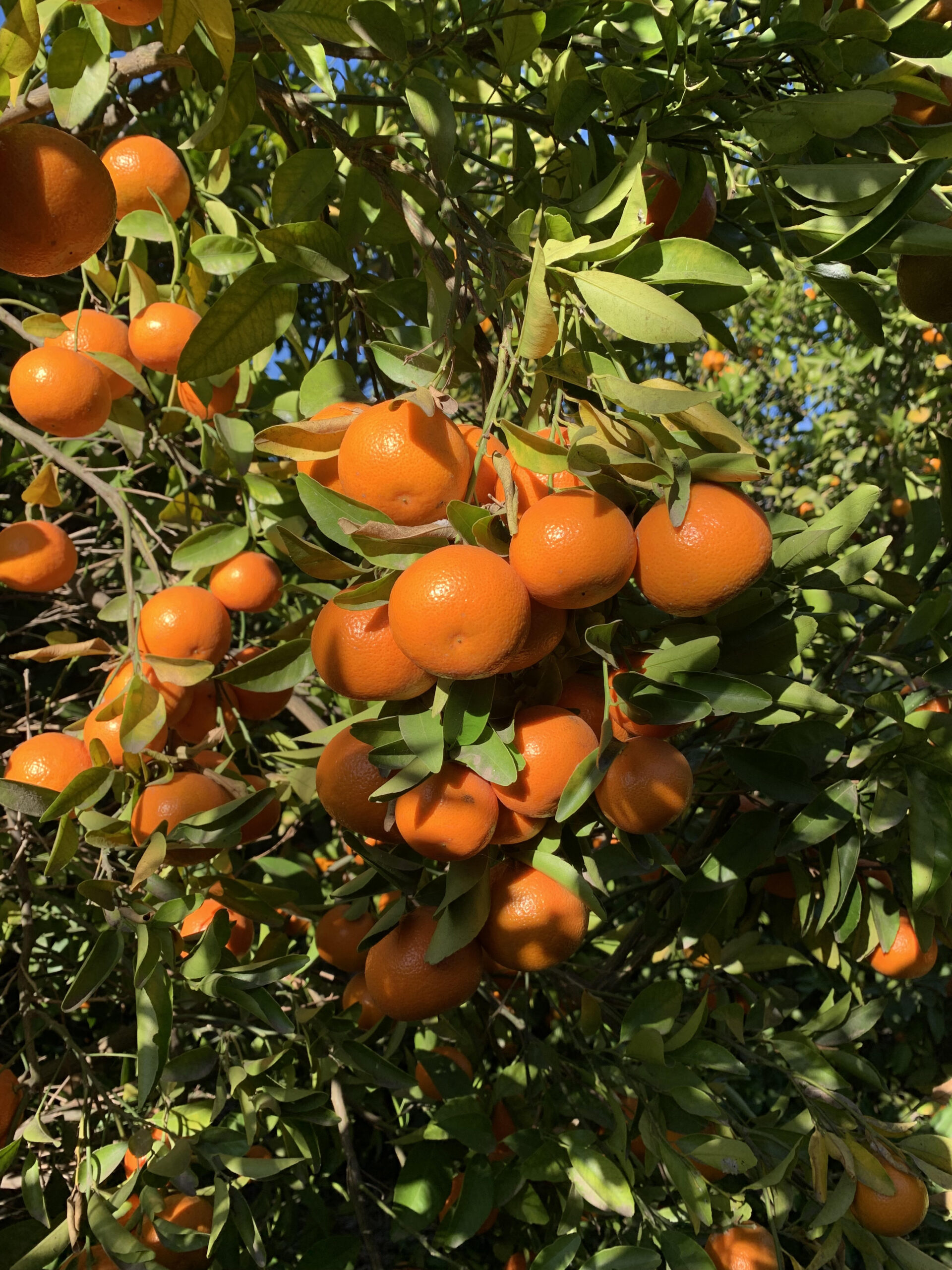Mandarinas Organicas   kilo